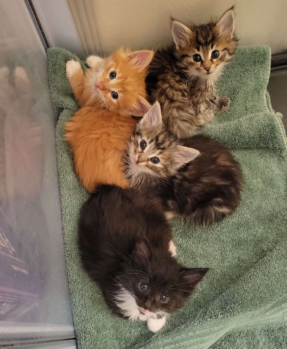 Spiced Cider Litter Mosspaws Norwegian Forest Cats